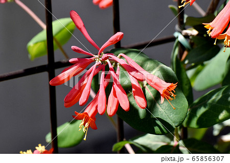 三鷹中原に咲くオレンジ色のツキヌキニンドウの花 三鷹中原に咲くオレンジ色のツキヌキニンドウの花 65856307
