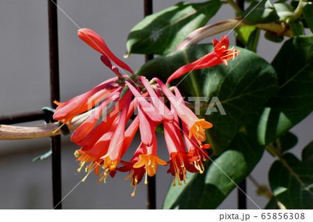 三鷹中原に咲くオレンジ色のツキヌキニンドウの花 65856308