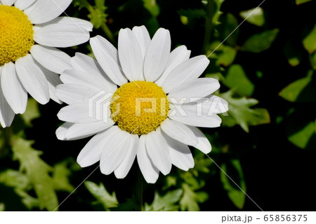 三鷹中原に咲く白いマーガレット 三鷹中原に咲く白いマーガレット 65856375