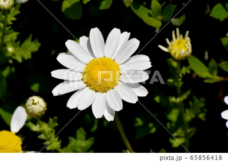三鷹中原に咲く白いマーガレット 65856418