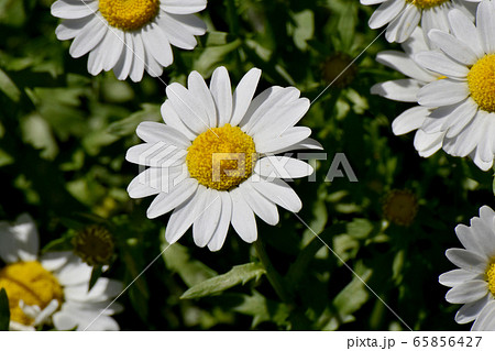 三鷹中原に咲く白いマーガレット 65856427