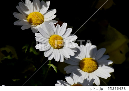 三鷹中原に咲く白いマーガレット 65856428