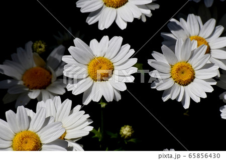 三鷹中原に咲く白いマーガレット 65856430