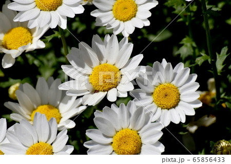 三鷹中原に咲く白いマーガレット 三鷹中原に咲く白いマーガレット 65856433