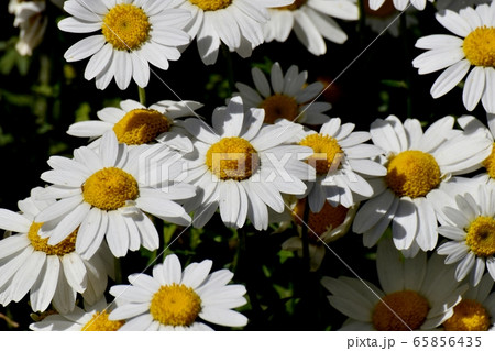 三鷹中原に咲く白いマーガレット 三鷹中原に咲く白いマーガレット 65856435