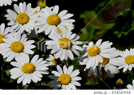 三鷹中原に咲く白いマーガレット 三鷹中原に咲く白いマーガレット 65856448
