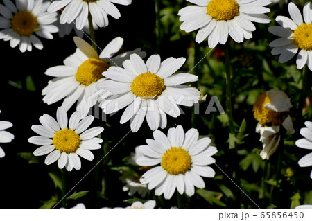 三鷹中原に咲く白いマーガレット 65856450