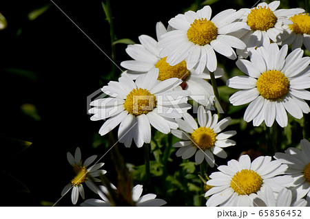 三鷹中原に咲く白いマーガレット 65856452