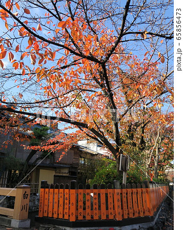 祇園白川　巽橋　秋風景 65856473