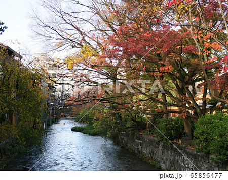 祇園白川　巽橋　秋風景 65856477