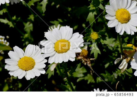 三鷹中原に咲く白いマーガレット 65856493