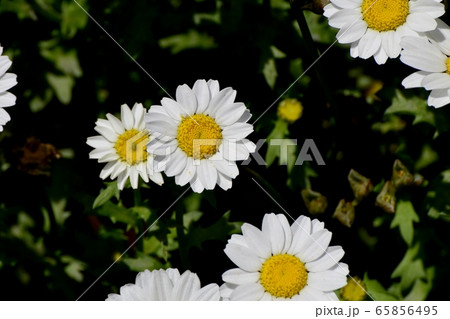 三鷹中原に咲く白いマーガレット 65856495