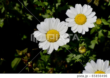 三鷹中原に咲く白いマーガレット 65856496