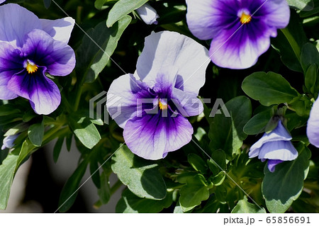 三鷹中原に咲く白と紫の複色のパンジー 65856691