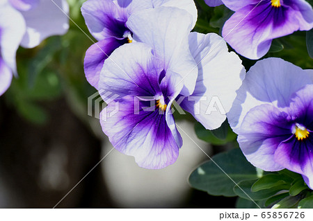 三鷹中原に咲く白と紫の複色のパンジー 65856726