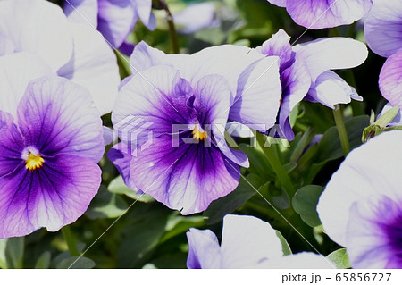 三鷹中原に咲く白と紫の複色のパンジー 65856727