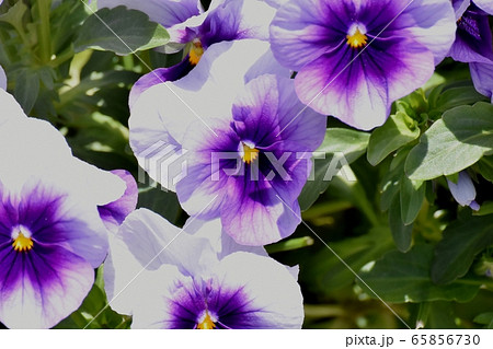 三鷹中原に咲く白と紫の複色のパンジー 65856730