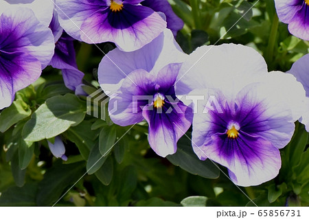 三鷹中原に咲く白と紫の複色のパンジー 65856731