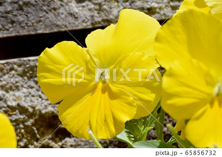 三鷹中原に咲く黄色いパンジー 三鷹中原に咲く黄色いパンジー 65856732