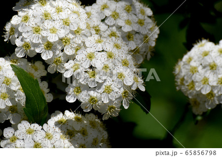 三鷹中原に咲く白いコデマリの花 65856798