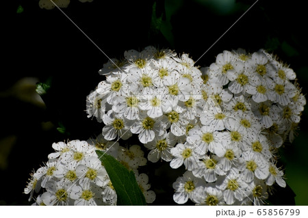 三鷹中原に咲く白いコデマリの花 65856799
