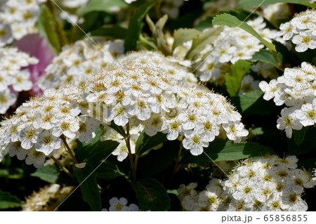 三鷹中原に咲く白いコデマリの花の写真素材