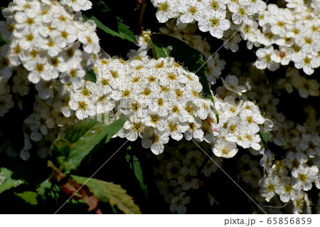 三鷹中原に咲く白いコデマリの花 65856859