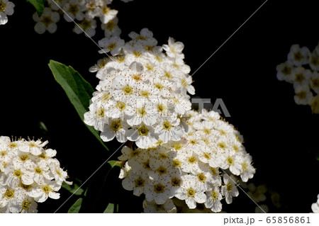 三鷹中原に咲く白いコデマリの花 三鷹中原に咲く白いコデマリの花 65856861