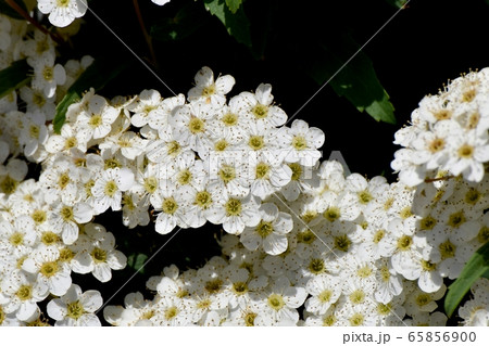 三鷹中原に咲く白いコデマリの花 65856900