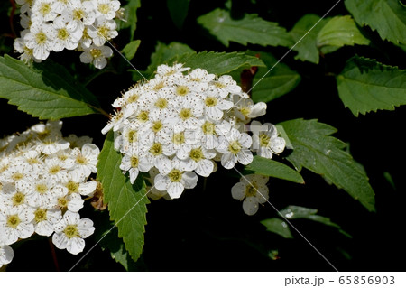 三鷹中原に咲く白いコデマリの花 65856903