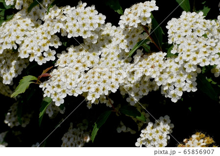 三鷹中原に咲く白いコデマリの花 65856907