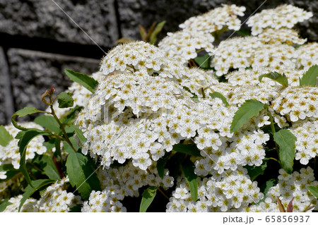 三鷹中原に咲く白いコデマリの花の写真素材