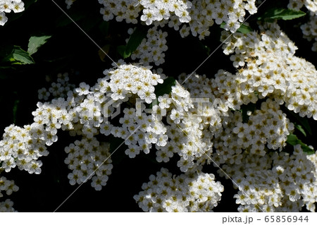 三鷹中原に咲く白いコデマリの花 65856944