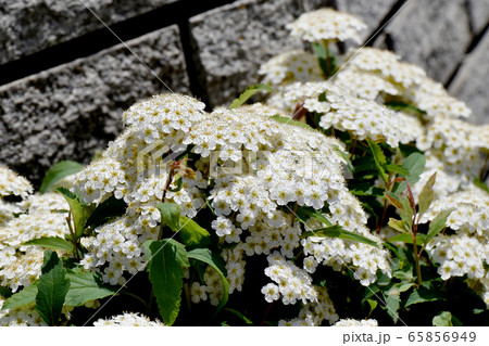三鷹中原に咲く白いコデマリの花 三鷹中原に咲く白いコデマリの花 65856949