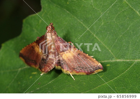 生き物　昆虫　ウスベニトガリメイガ、乾いた枯葉に化けている？木の葉の上でじっとしています 65856999