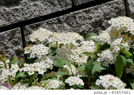 三鷹中原に咲く白いコデマリの花 65857001