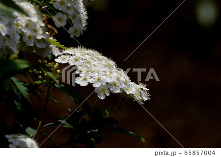 三鷹中原に咲く白いコデマリの花 65857004