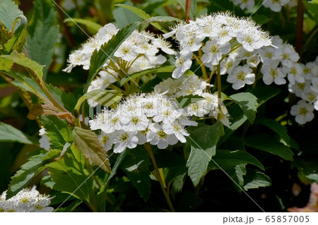 三鷹中原に咲く白いコデマリの花 65857005
