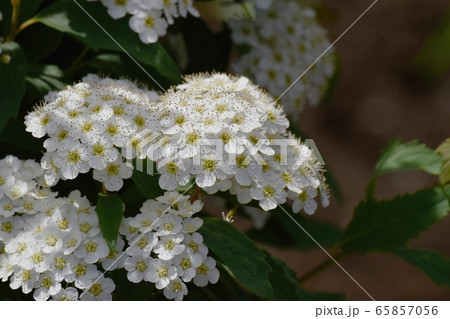 三鷹中原に咲く白いコデマリの花 三鷹中原に咲く白いコデマリの花 65857056