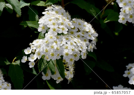 三鷹中原に咲く白いコデマリの花 三鷹中原に咲く白いコデマリの花 65857057