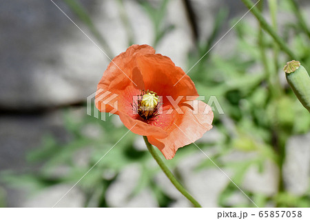 三鷹中原に咲くオレンジ色のヒナゲシの花 三鷹中原に咲くオレンジ色のヒナゲシの花 65857058