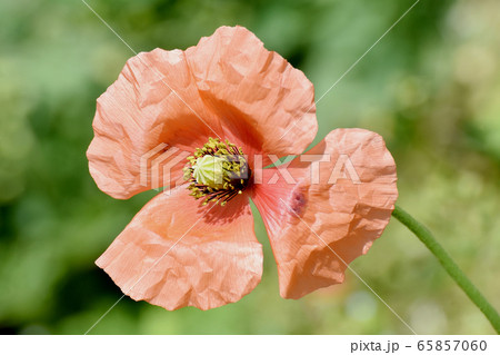 三鷹中原に咲くオレンジ色のヒナゲシの花 65857060