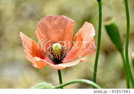 三鷹中原に咲くオレンジ色のヒナゲシの花 三鷹中原に咲くオレンジ色のヒナゲシの花 65857061