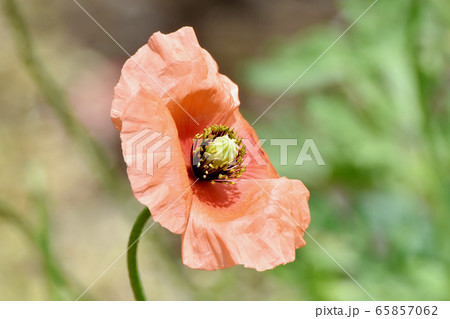三鷹中原に咲くオレンジ色のヒナゲシの花 三鷹中原に咲くオレンジ色のヒナゲシの花 65857062