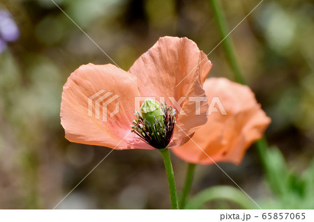 三鷹中原に咲くオレンジ色のヒナゲシの花 65857065