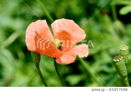 三鷹中原に咲くオレンジ色のヒナゲシ (ポピー) の花 65857096