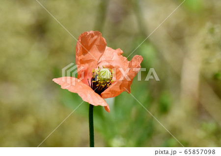 三鷹中原に咲くオレンジ色のヒナゲシ (ポピー) の花 65857098