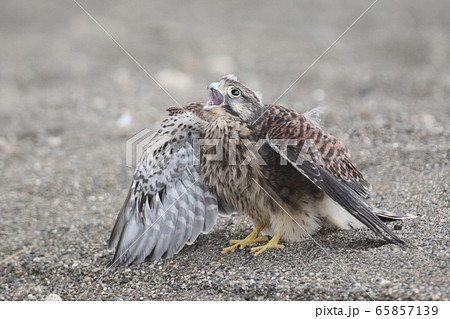 チョウゲンボウの雛 65857139