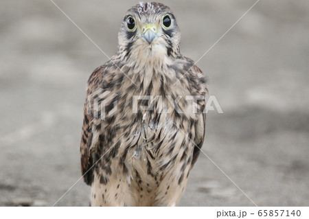 チョウゲンボウの雛 チョウゲンボウの雛 65857140