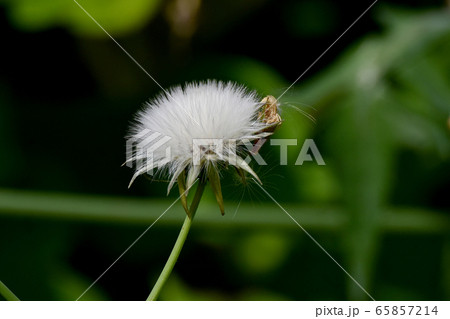三鷹中原に咲く白いノゲシの冠毛 65857214